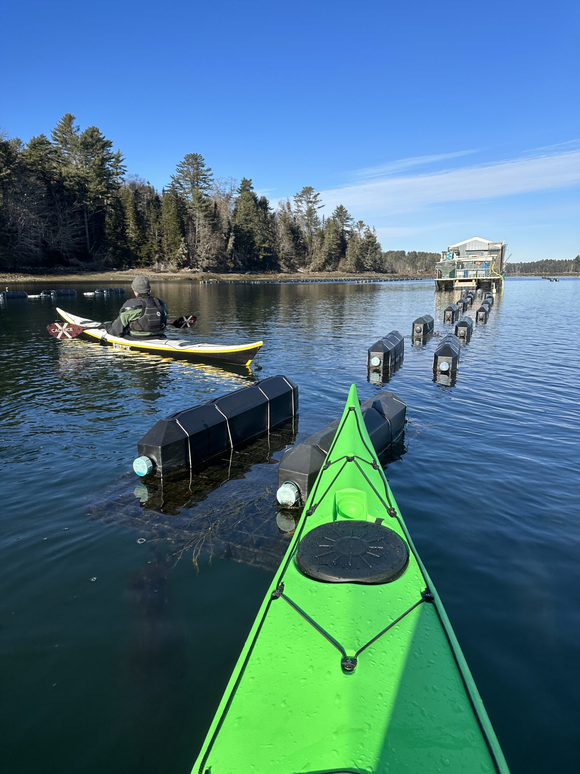 Maine Kayak Oyster Farm Tours