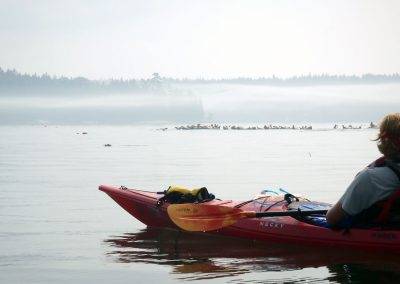 Maine Kayak Wildlife Kayaking Trips