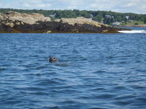 Wildlife Kayaking Trips Maine Harbor Seal