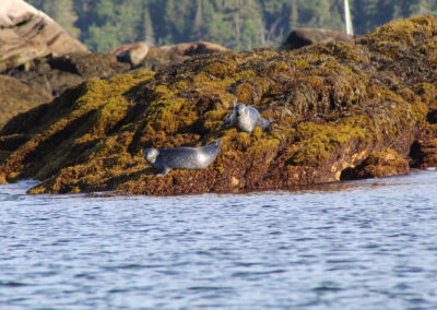 Pemaquid Wildlife Kayak Tour