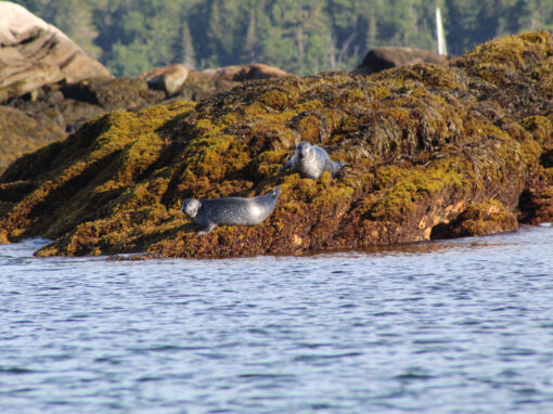 Pemaquid Wildlife Trip